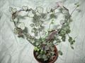 Ceropegia woodii
